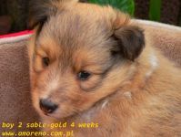 boy  2 sable- gold-  4 weeks